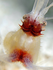 "Banded Boxer Shrimp" by Henry Jager 
